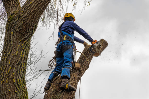 Large Tree Removal in Miami, FL